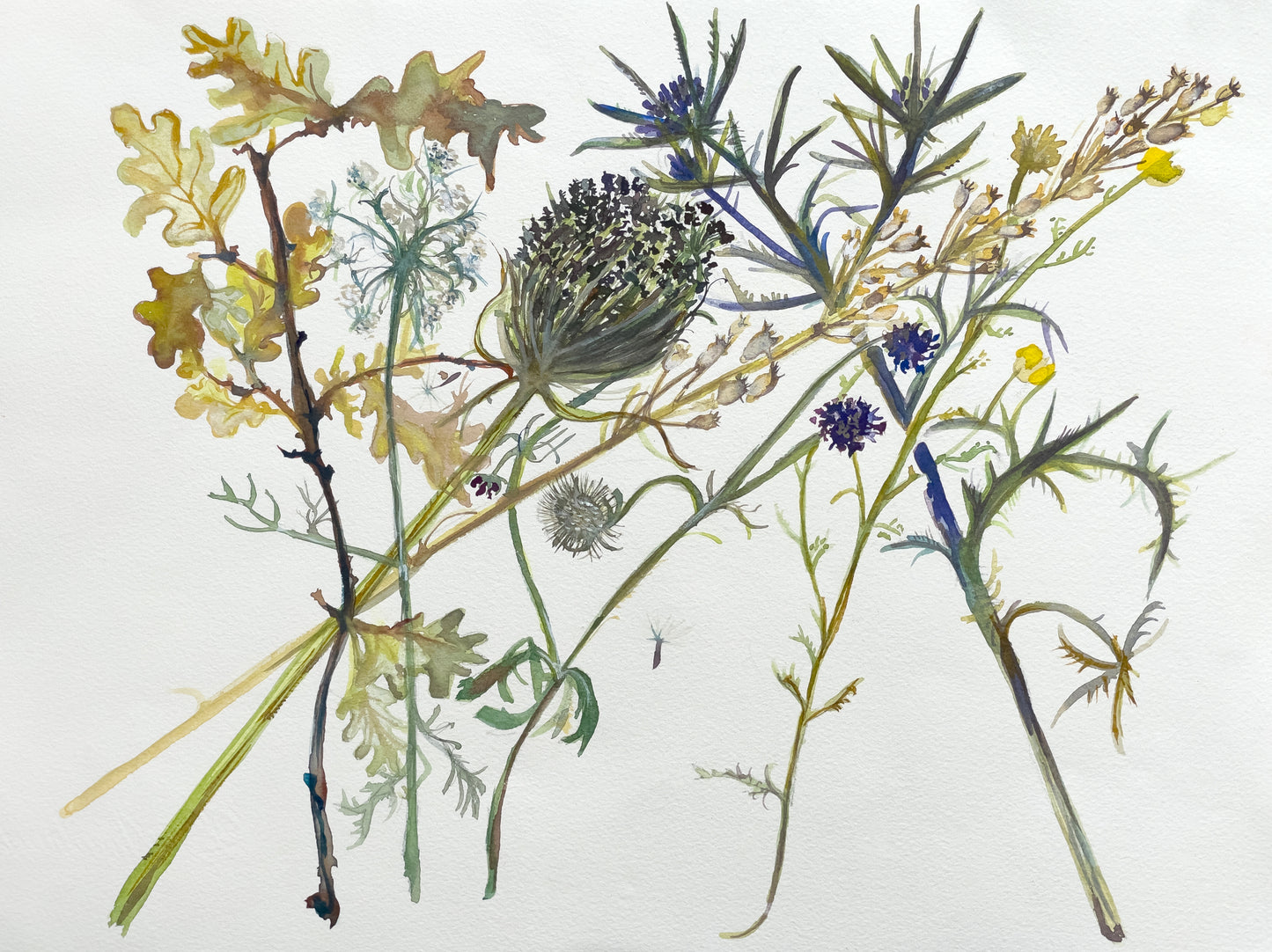 Sibillini Mountain Flowers | A3 Print
